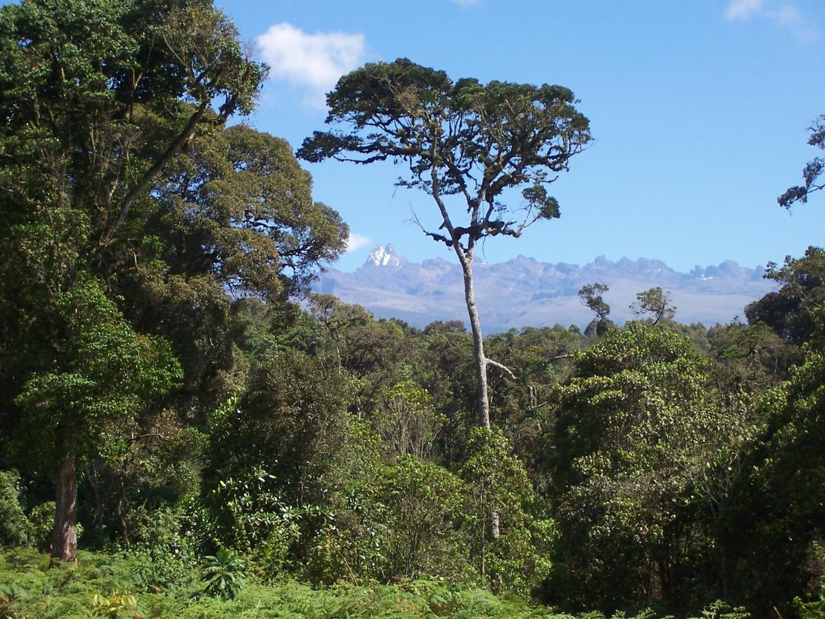 Castle Forest Lodge Mount Kenya National Park Dış mekan fotoğraf