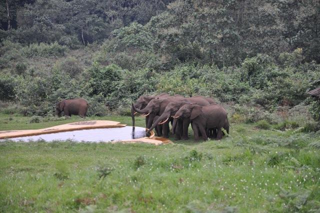 Castle Forest Lodge Mount Kenya National Park Dış mekan fotoğraf